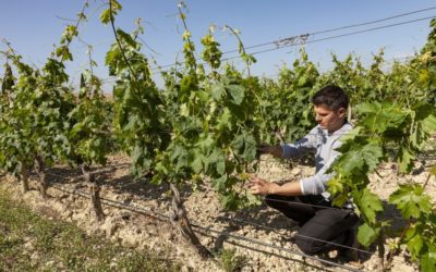 Bodega Murua apuesta por la viticultura ecológica y prevé alcanzar la totalidad de su viñedo en esta modalidad en 2026