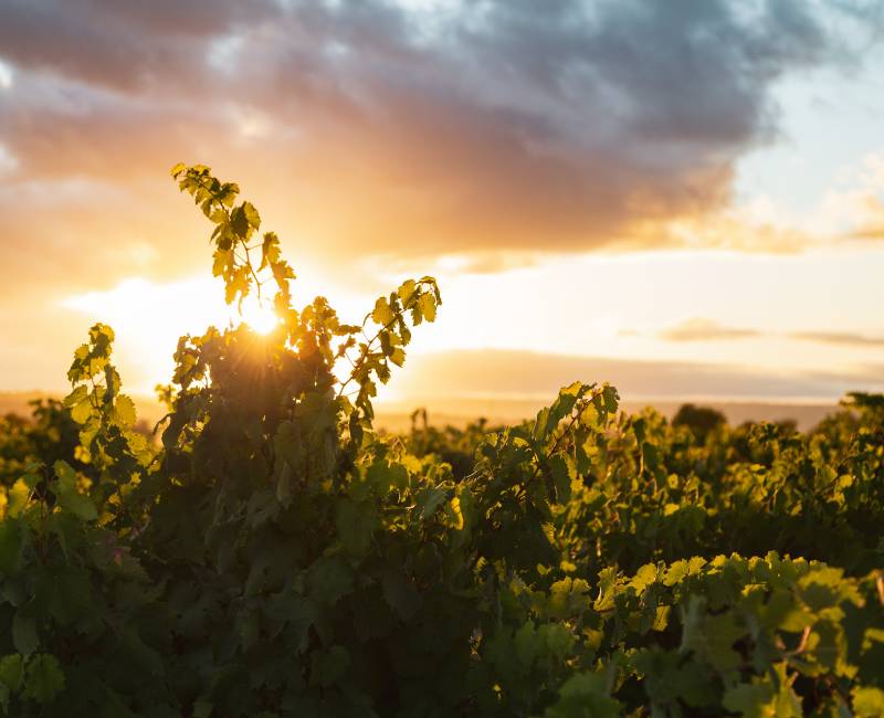 bodega y viñedos leda