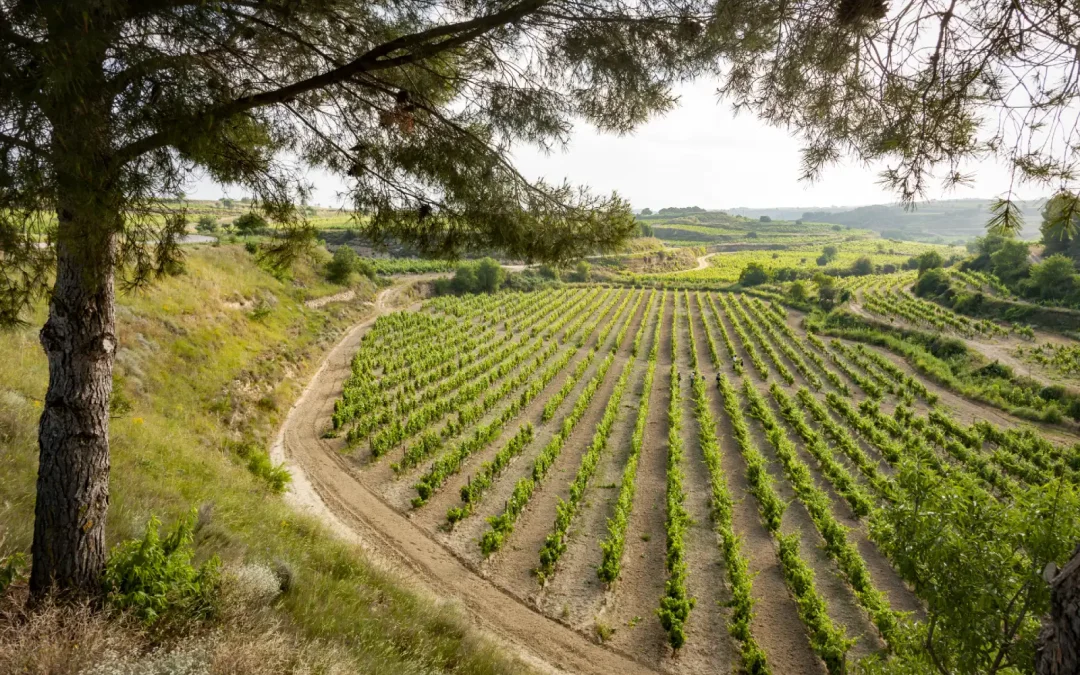 Masaveu Bodegas recibe el certificado de gestión ambiental sostenible y eficiente ISO 14001