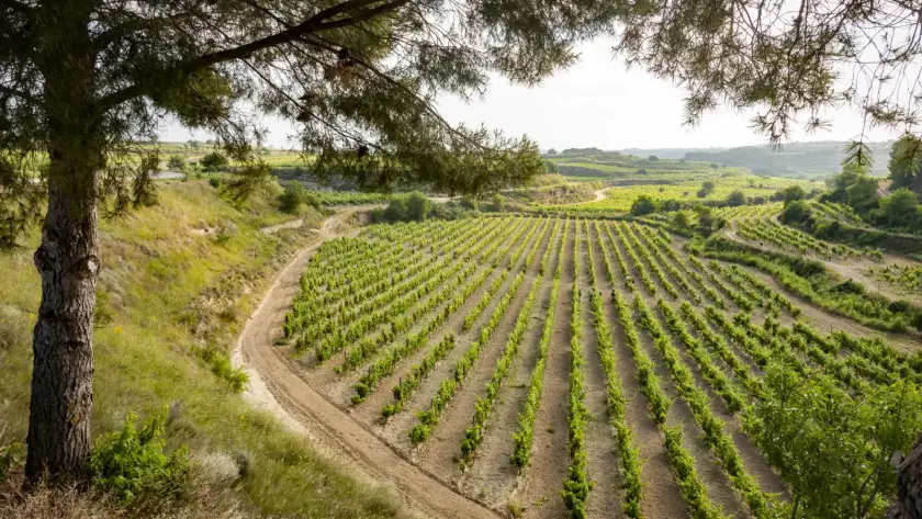 Masaveu Bodegas receives the AENOR certificate for sustainable and efficient environmental management.
