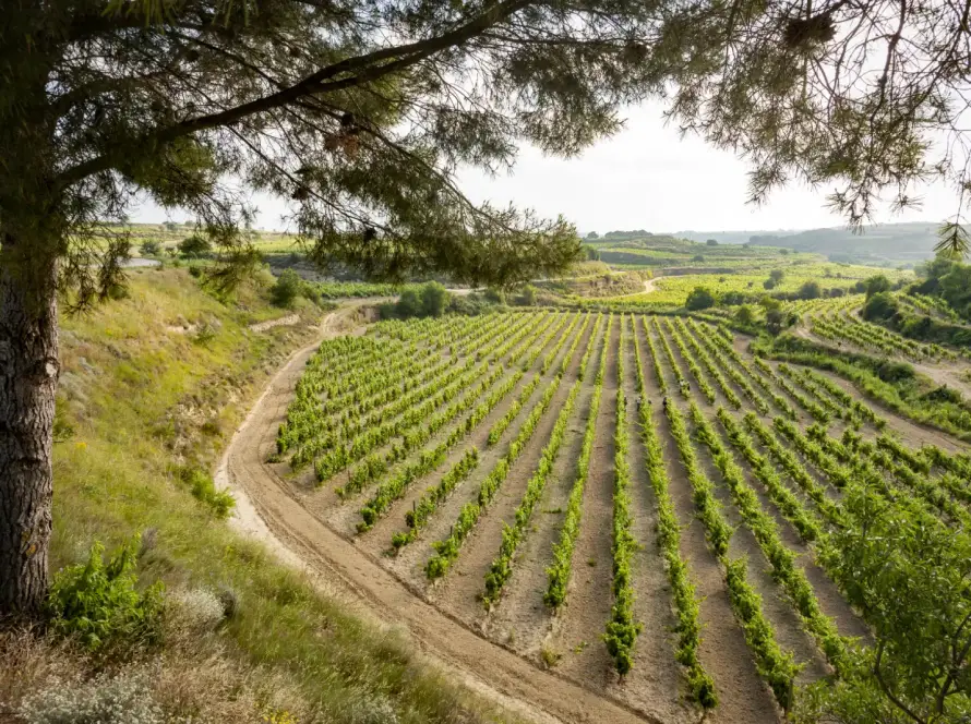 Masaveu Bodegas receives the AENOR certificate for sustainable and efficient environmental management.