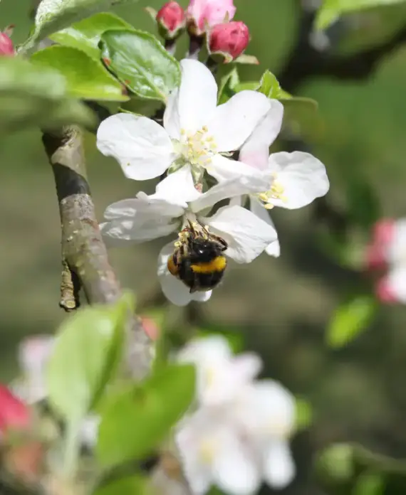 Detalle de abeja en flor