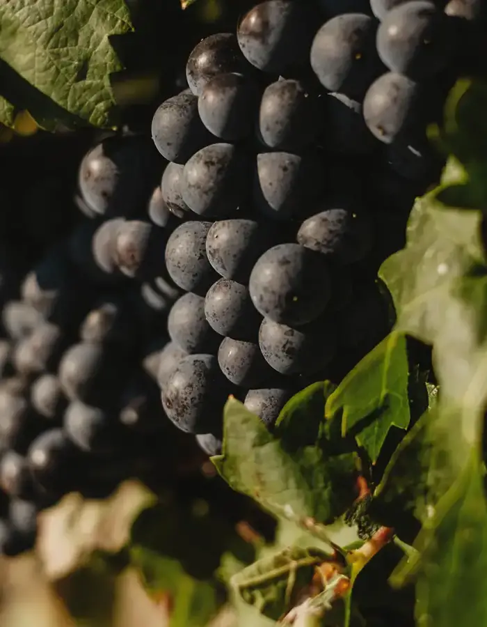 Detalle uvas tintas
